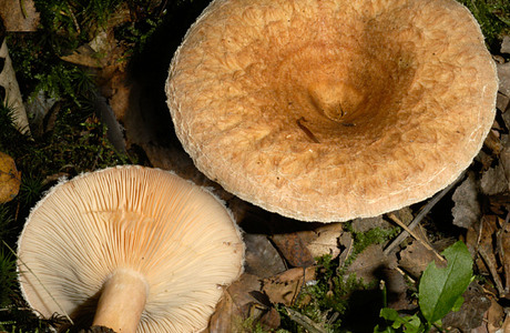 Zottiger Birkenmilchling (Lactarius torminosus ) - © Heinz Prelicz